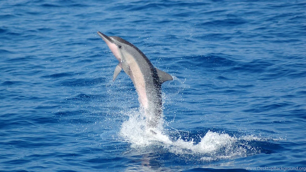 Dolphin Wallpapers Magnificent Wallpapers