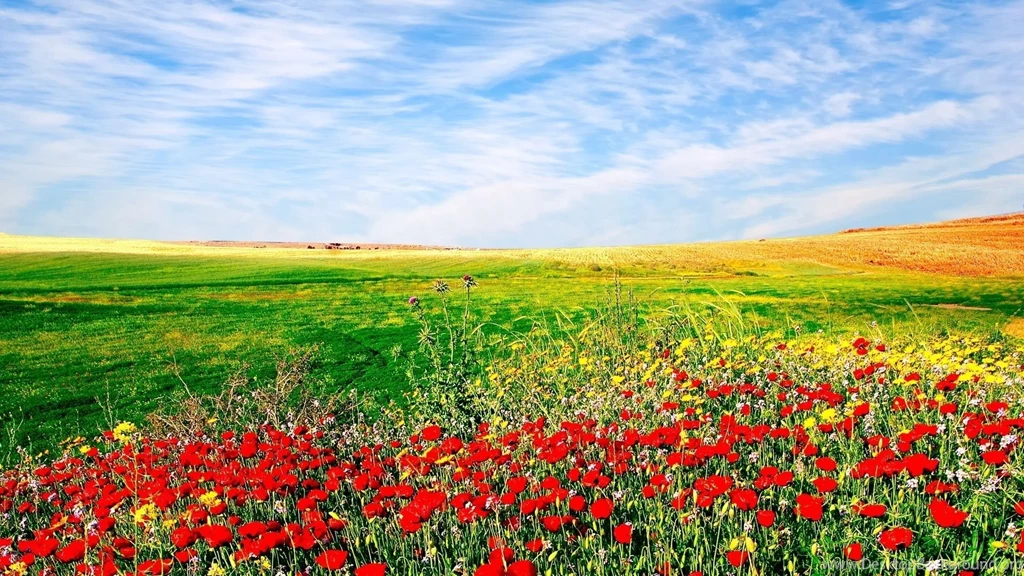 Beautiful World Wallpaper: Field Of Flowers Wallpapers