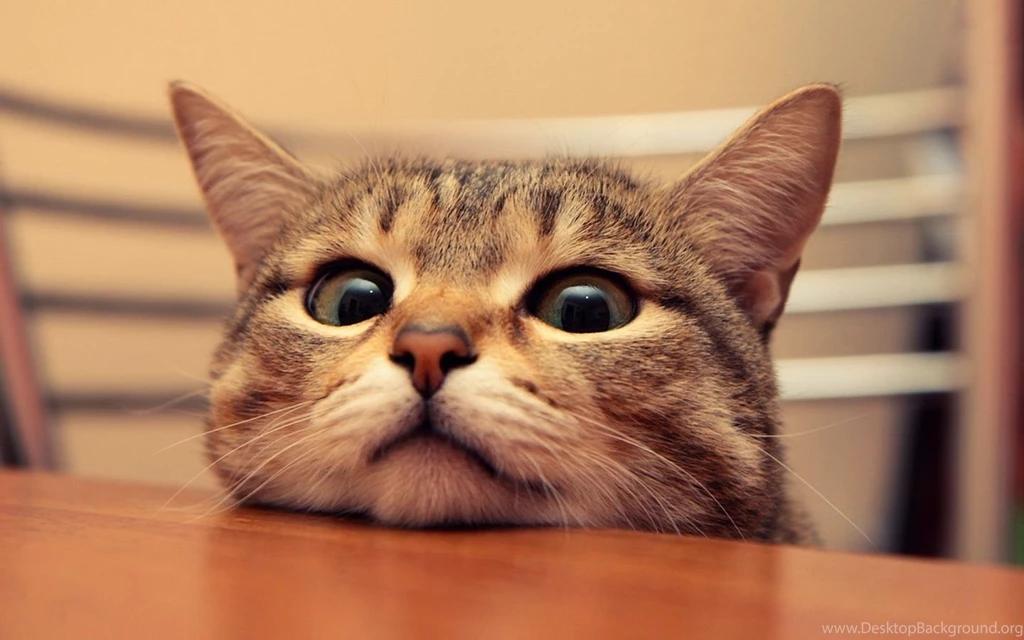 1440x900 Cute Cat Desktop PC And Mac Wallpapers