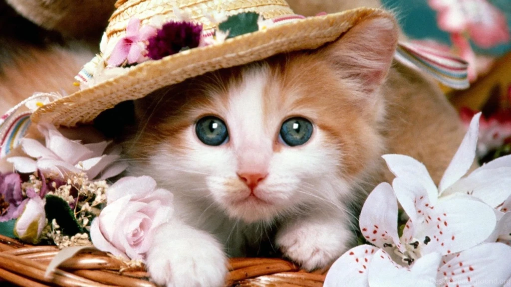 Cute Cat Hd Wallpapers Page 0