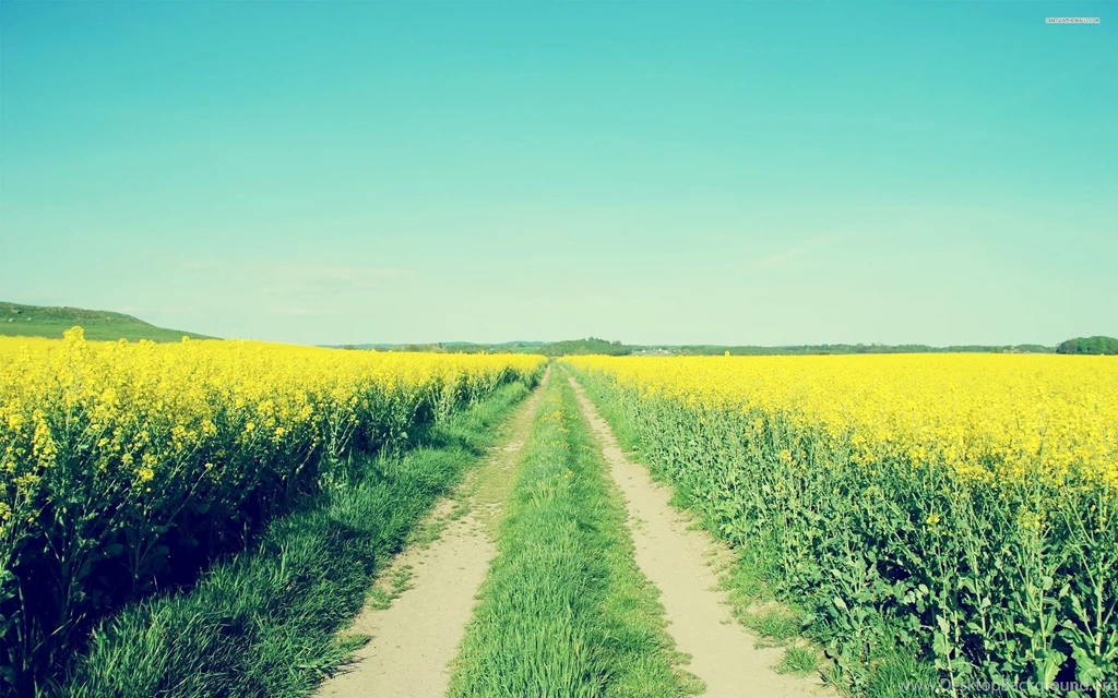 Road In A Field Of Flowers Wallpapers