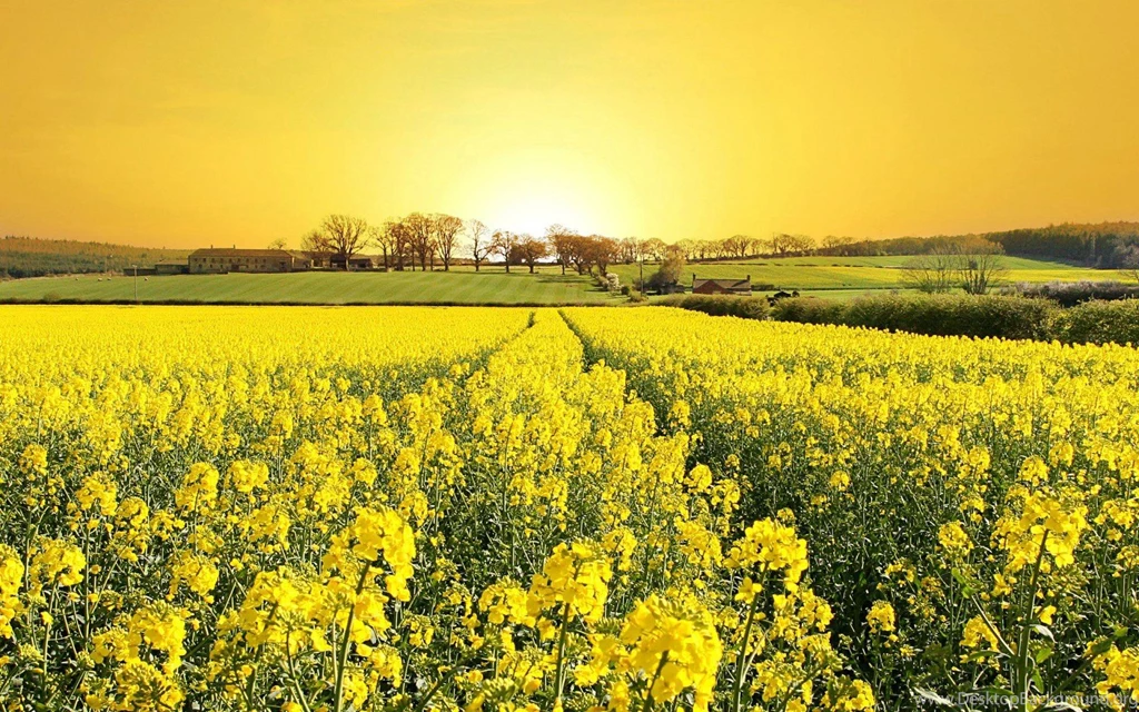 Gallery For Nature Wallpapers Field Of Flowers