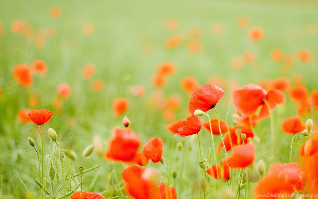 Download Flower Field Wallpapers 2432 2560x1600 Px High Resolution ...