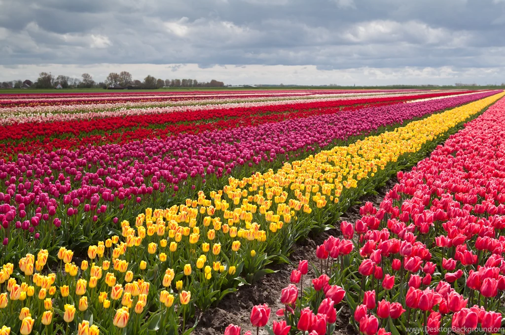 Tulip Fields Tulips Field Flower Flowers Wallpapers