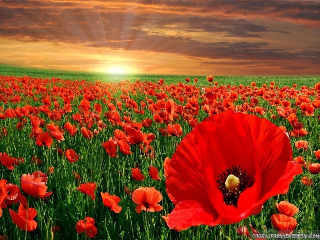 Poppy Field In The Sunset Wallpapers