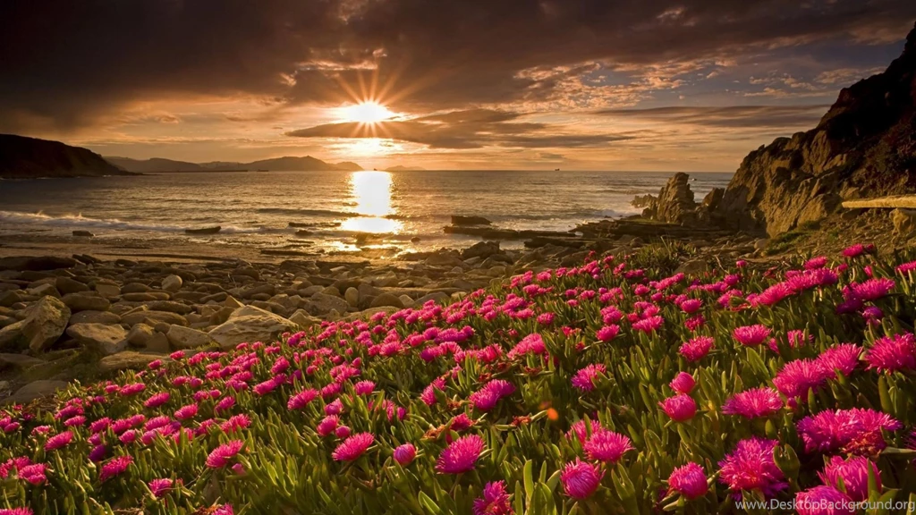 Download Wallpapers 2560x1440 Field, Flowers, Water, Beach Mac iMac ...