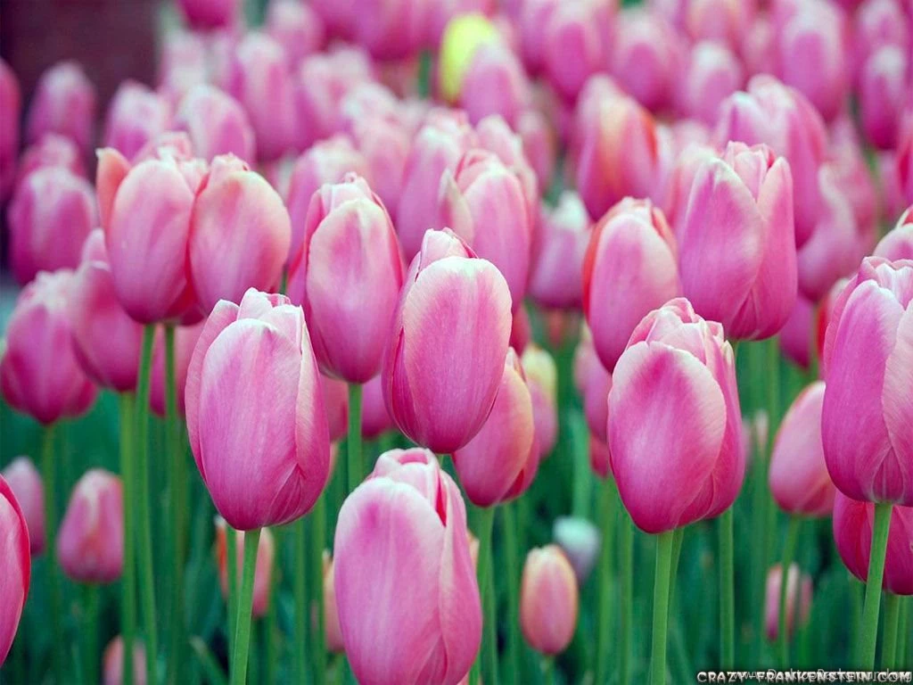 Tulips Flower Wallpapers Page 2 Crazy Frankenstein