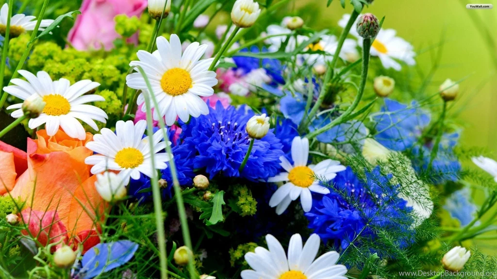 YouWall Field Flowers Wallpapers Wallpaper,wallpapers,free ...