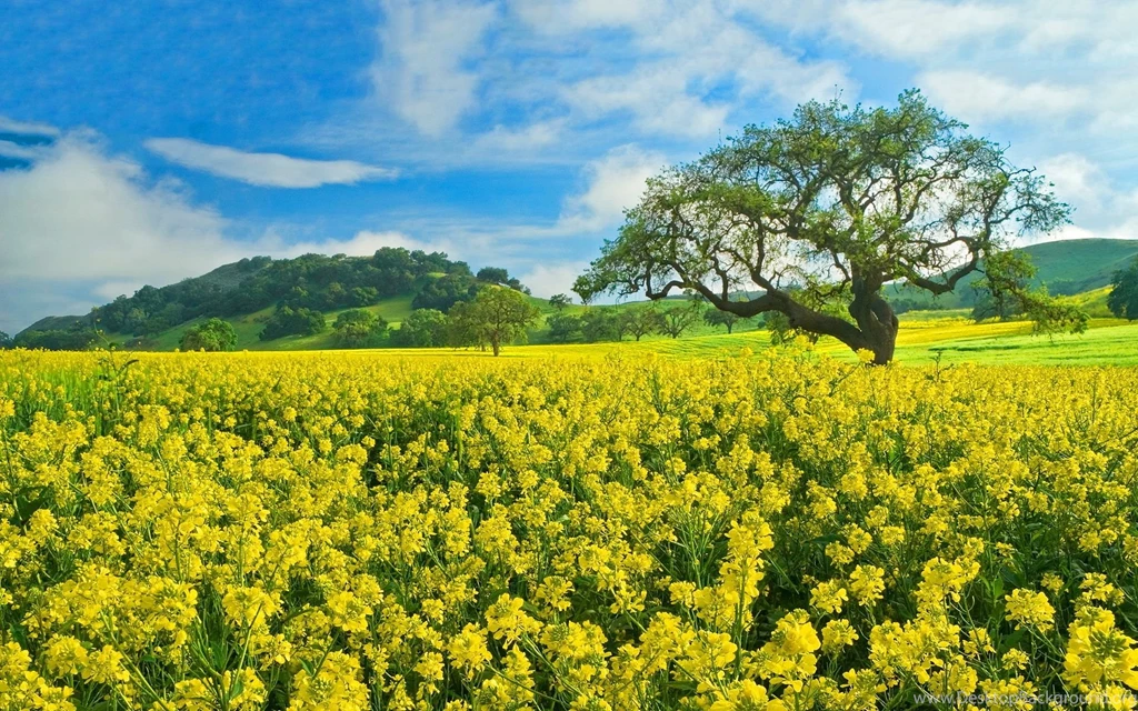 Gallery For Field Of Flowers Wallpapers