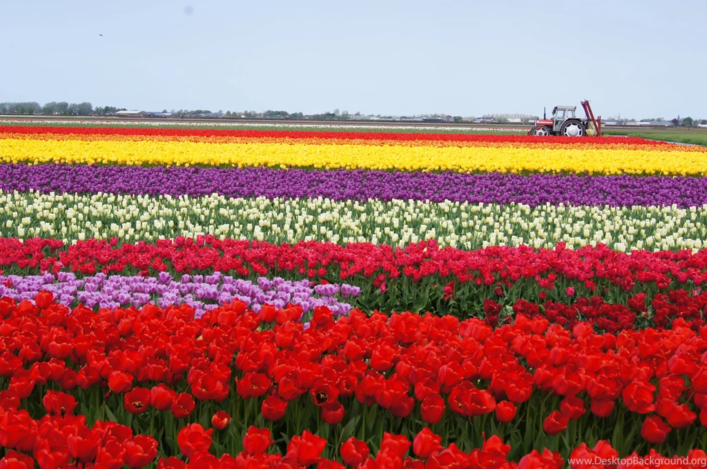 Tulip Fields Tulips Field Flower Flowers Wallpapers