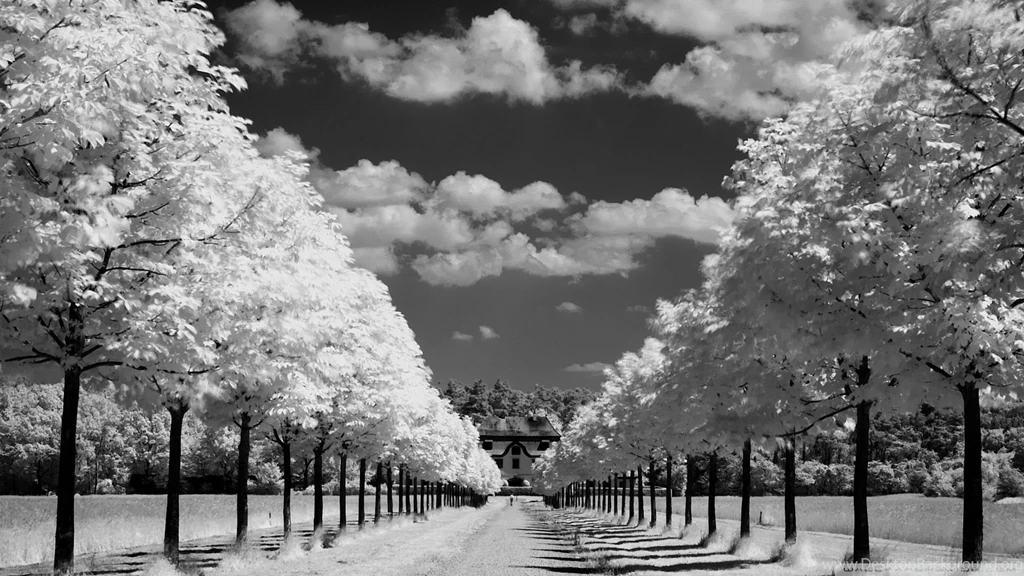 Best Wallpapers Photography Black And White: Black And White Tree ...