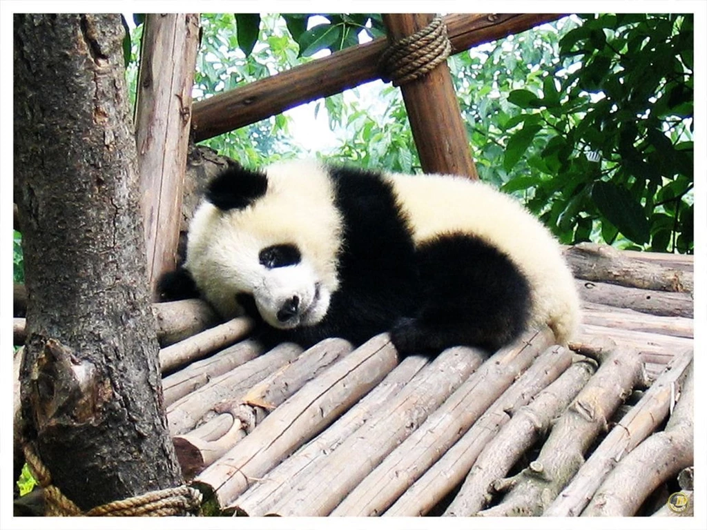 Cute Pictures Of Baby Pandas Hd Wallpapers And Pictures Desktop Background Cute Pictures Of Baby Pandas Hd Wallpapers And Pictures Desktop Background