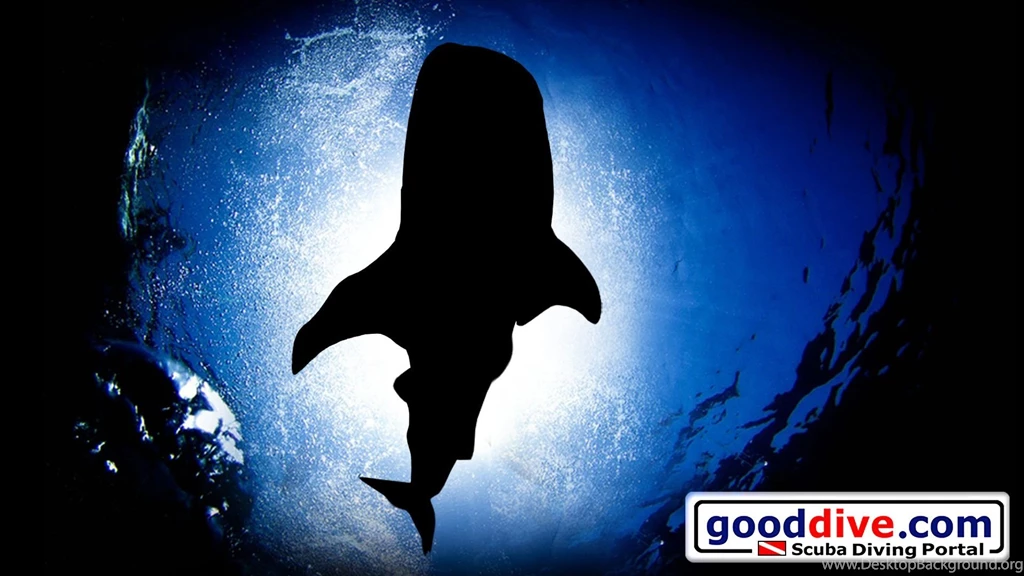 Wallpapers Whale Shark 1920 1080
