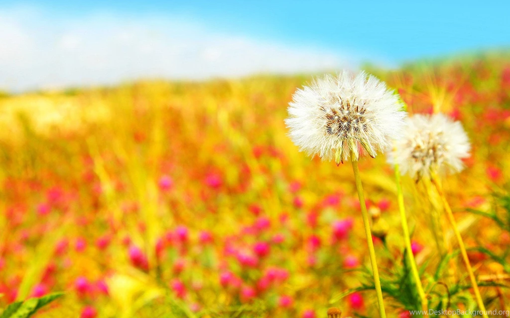Summer Wallpapers Hd 16 Backgrounds Wallruru