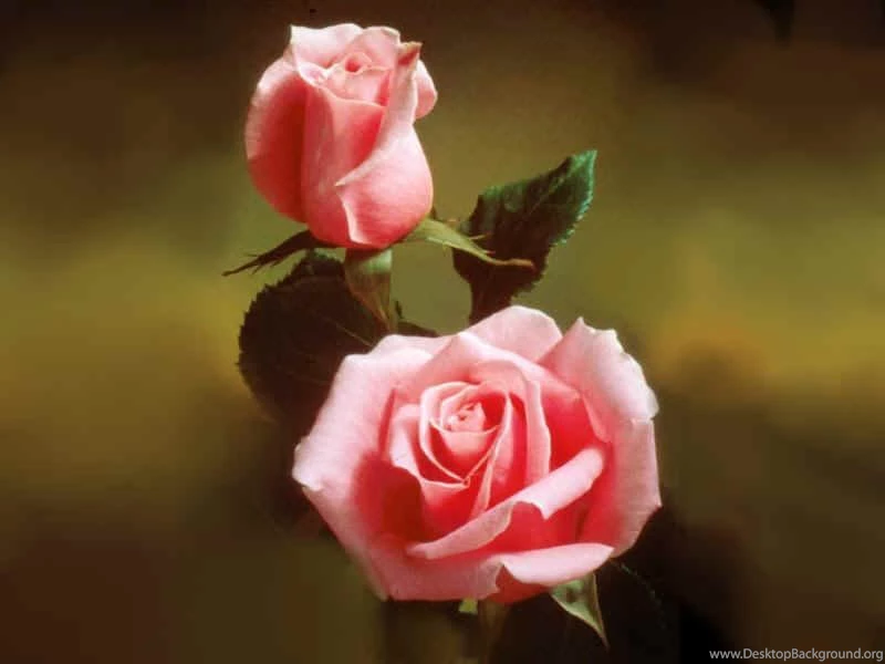 Wallpapers Of Roses   Roses Wallpapers (9429405)   Fanpop