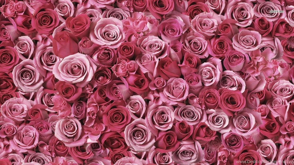 Pink Roses Wallpapers Flower Wallpapers
