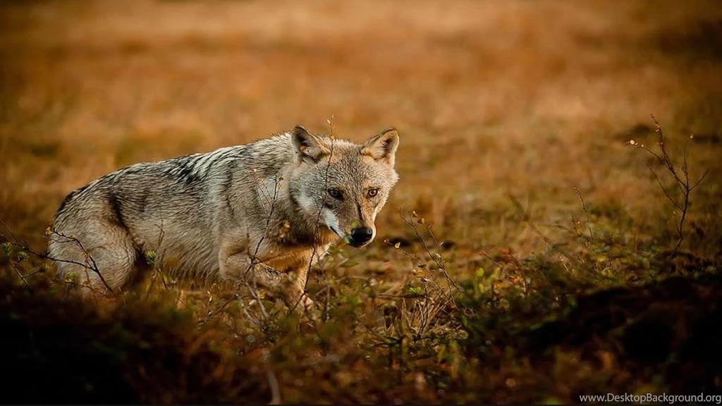 Gallery For   Hunting Design Wallpapers