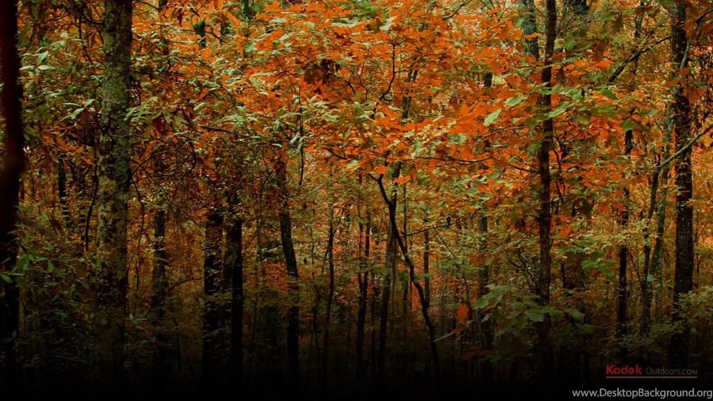 Gallery For   Desktop Wallpapers Resources