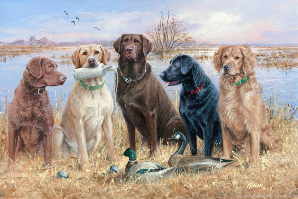 Duck Hunting HD Wallpaper, Duck Hunting Photos, New Wallpapers