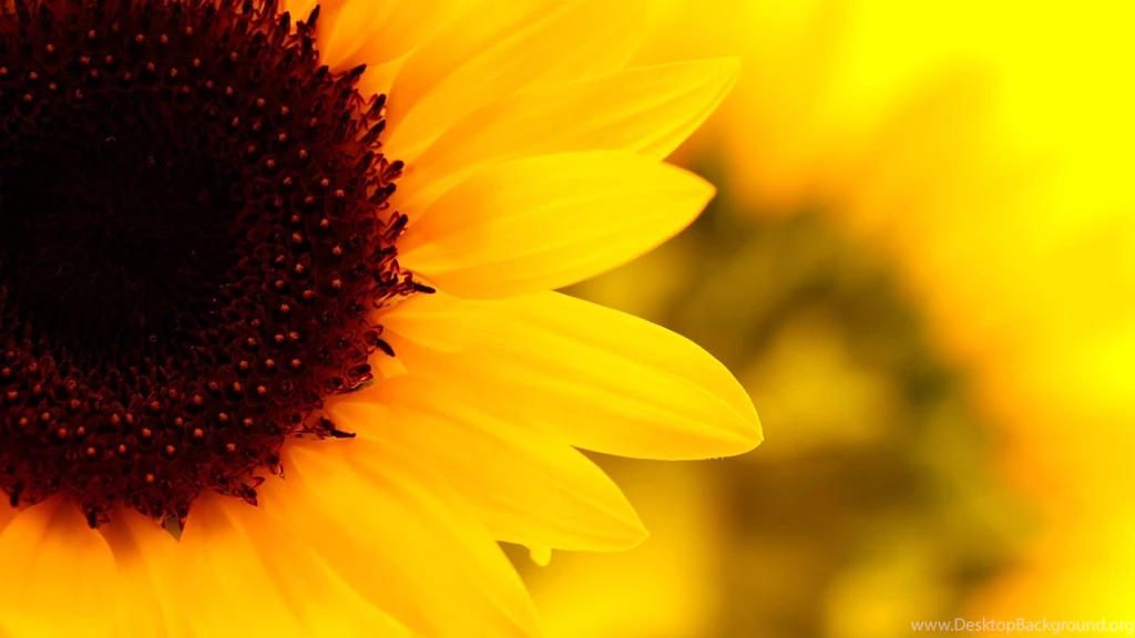 Pretty Sunflower With Yellow Petals HD Desktop Mobile Wallpapers ...