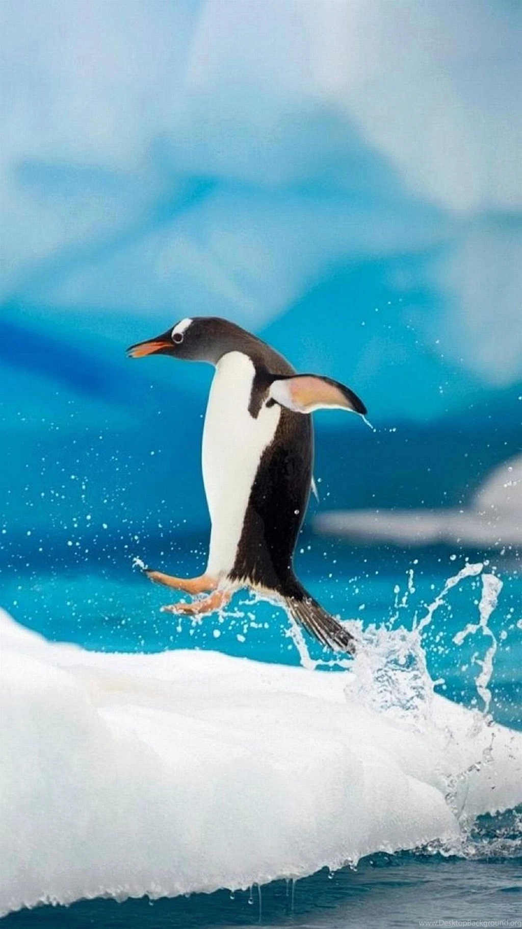 Wallpapers Iphone 7 Jumping Penguin 1080 1920 Full Hd 502 1080 X ...