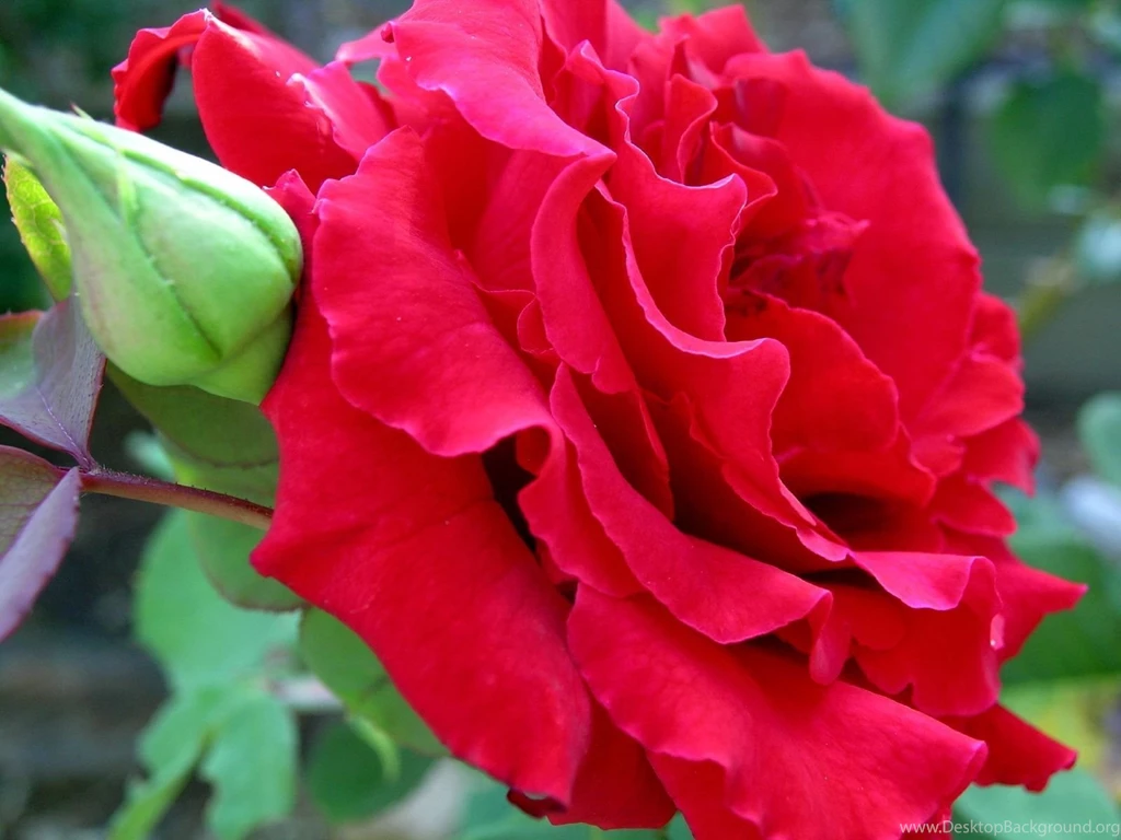 Flowers Wallpapers Archives   Page 11 Of 15   Free Desktop ...