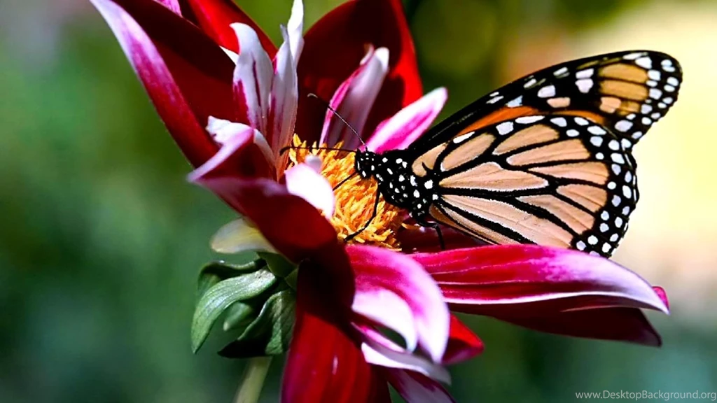 Laptop 3d Wallpapers Free Download