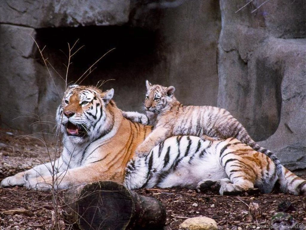 Tiger Wallpapers Tigers Wallpapers (9981618) Fanpop