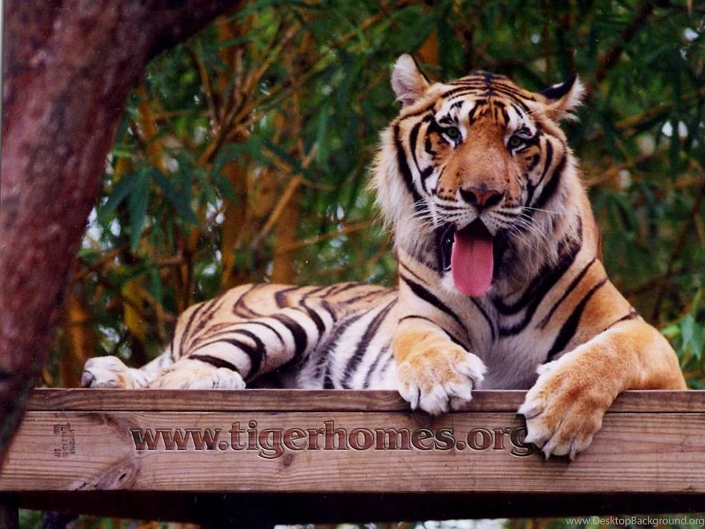 Tiger Desktop Wallpapers   White Tiger   Bengal And Siberian Tigers ...