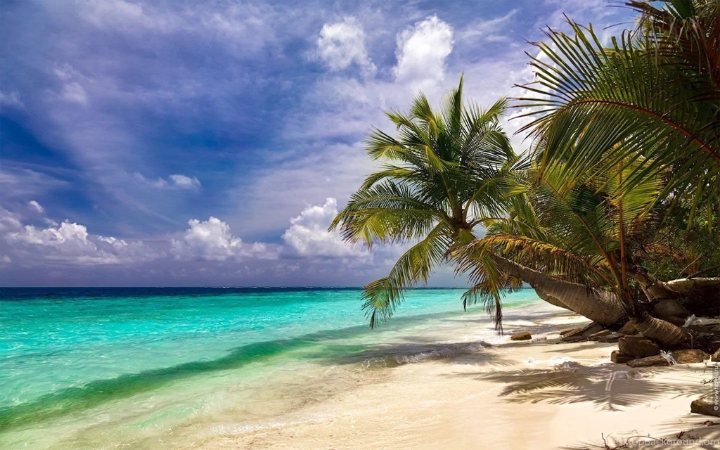 Gallery For Wallpapers Of Palm Trees And Beaches