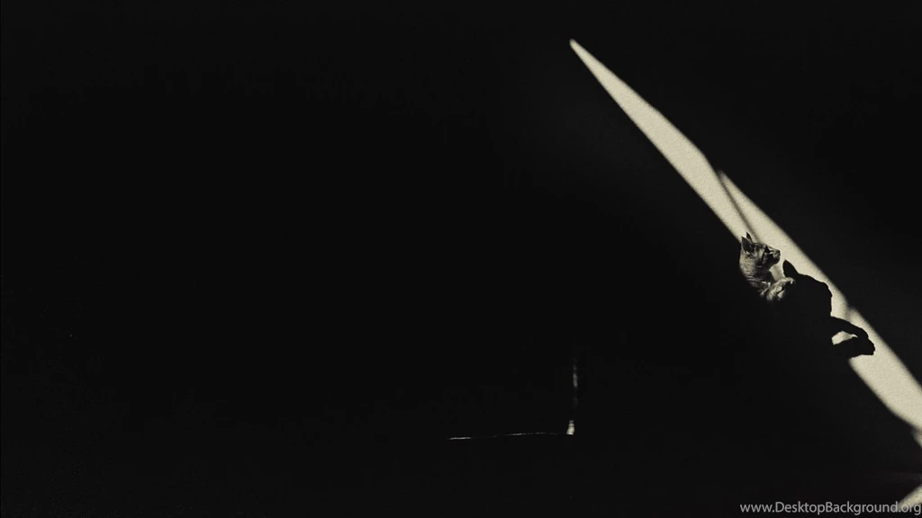 Kitty In The Shadows « Minimal Wallpapers