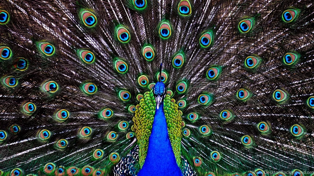 Peacock Wallpapers 24 Best Wallpapers Collection