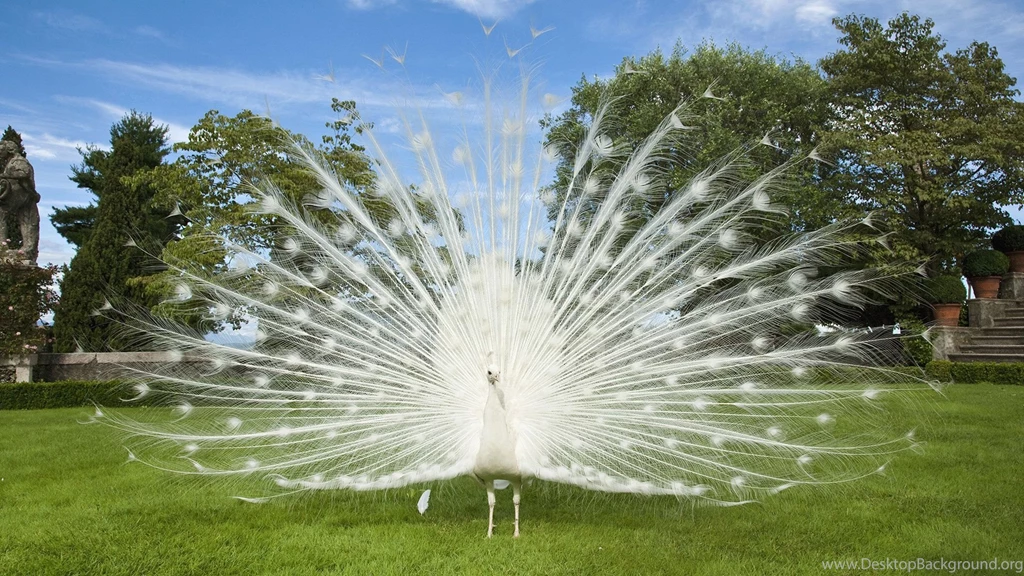 High Definition Peacock Wallpapers For Free Download