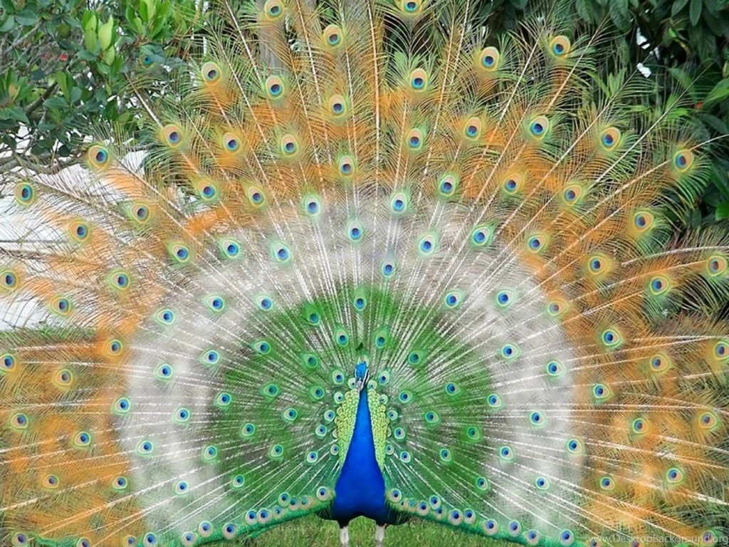 Peacock wallpapers