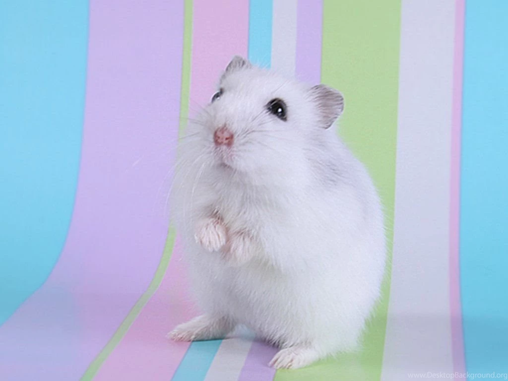 Hamster animale wallpaper.jpg