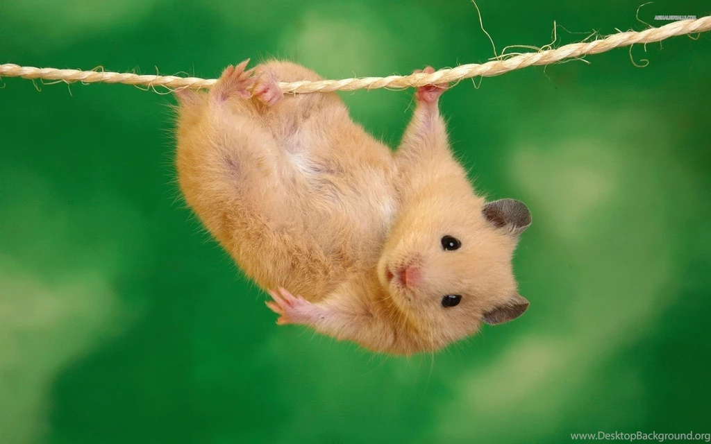 Cute Hamster Wallpapers Download For Desktop, PC & Mobile