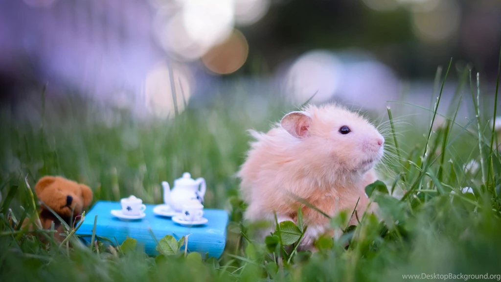 Mac iMac 27 Hamster Wallpapers HD, Desktop Backgrounds 2560x1440
