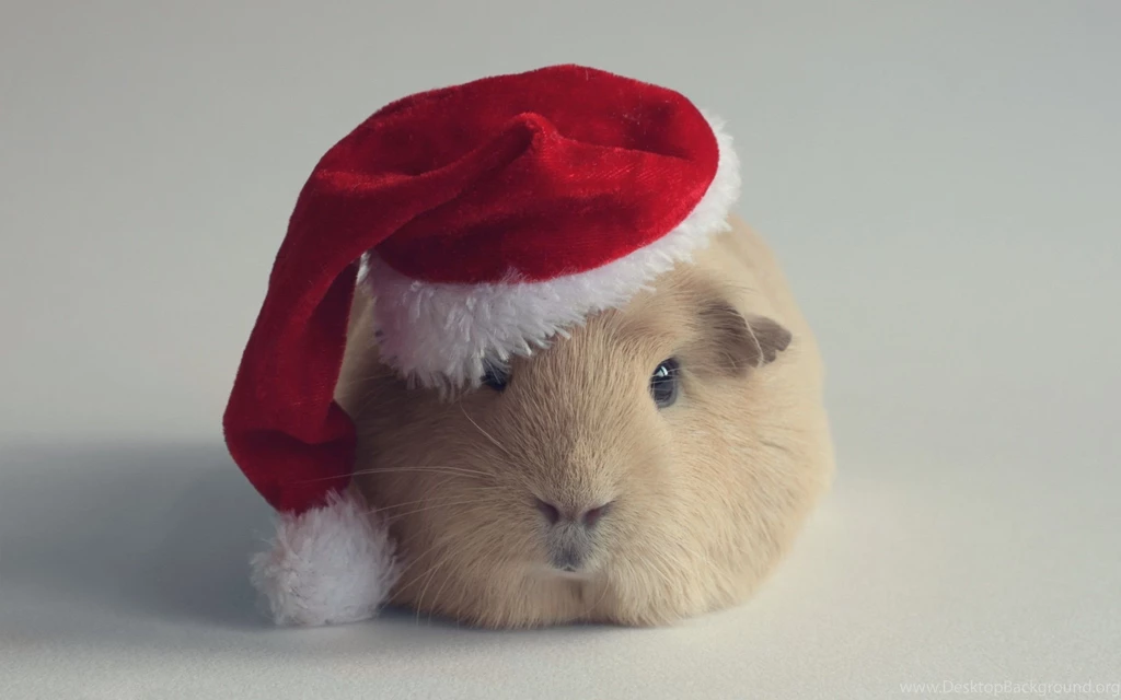 Funny Hamster Wallpapers Free Download