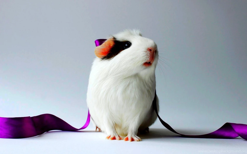 Cute Hamster (id: 195428) – BUZZERG