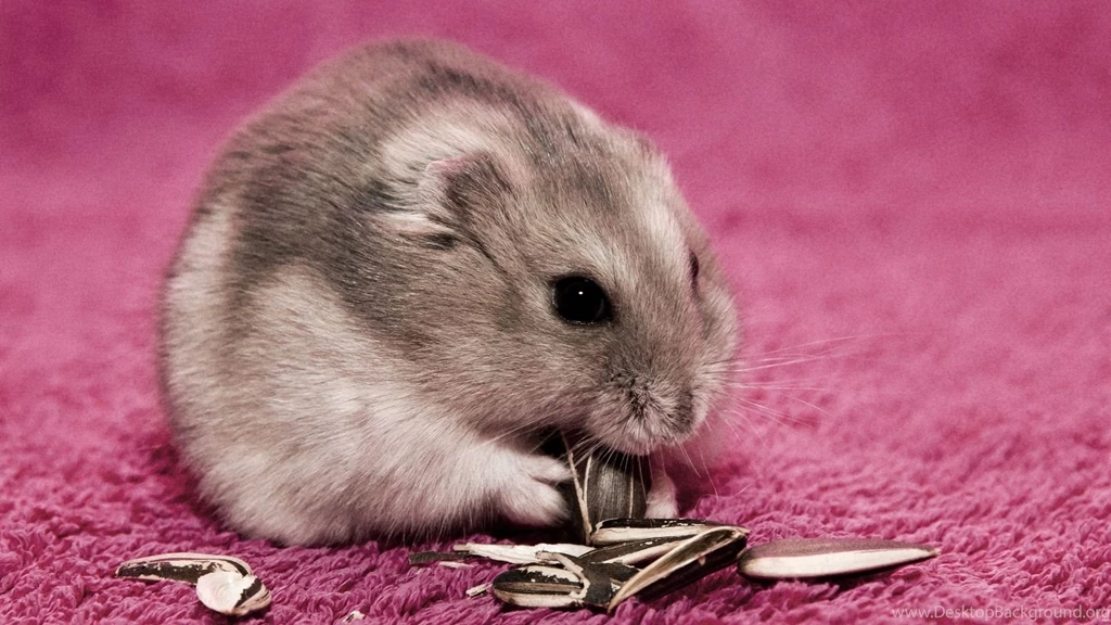 Full HD 1080p Hamster Wallpapers HD, Desktop Backgrounds 1920x1080