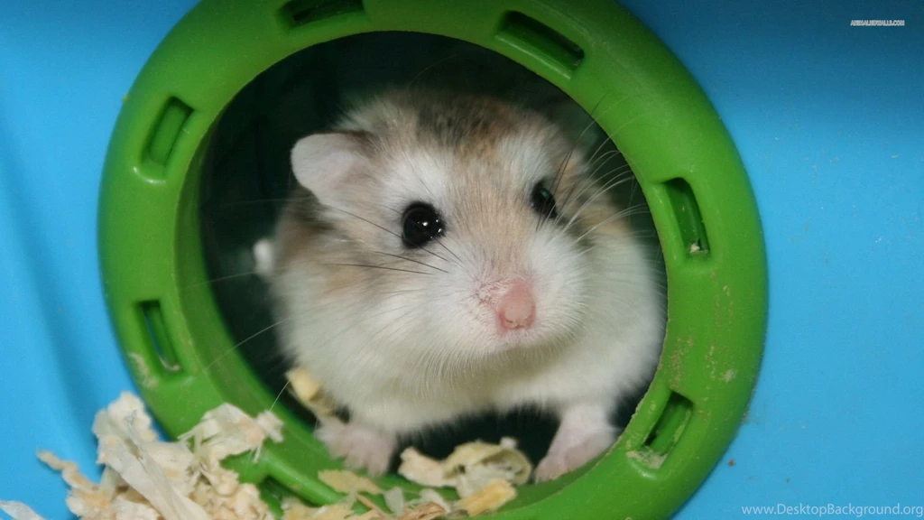 Gallery For   Hamster Wallpapers Computer