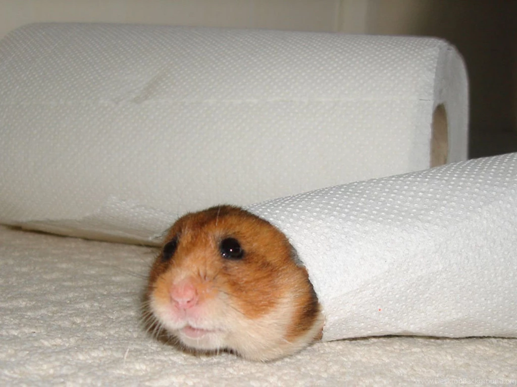 Cute Hamster 1400x1050 Wallpapers, 1400x1050 Wallpapers & Pictures ...