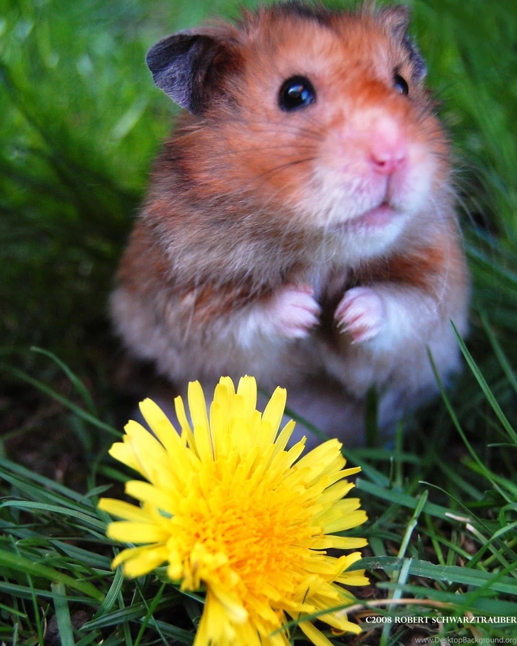 My Wallpapers Corner: Cute Hamster And Sun Flower Wallpapers