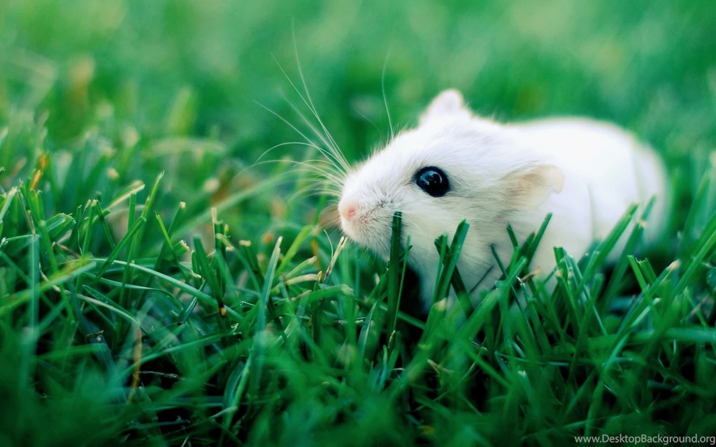 Wallpaper: Hamster, Grass, Crawling, Rodent, Cute Wallpapers