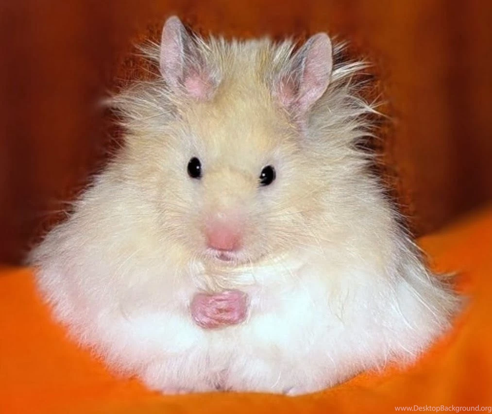 Funny Fluffy Hamster   Computer Screen Saver. PC Desktop Wallpaper.
