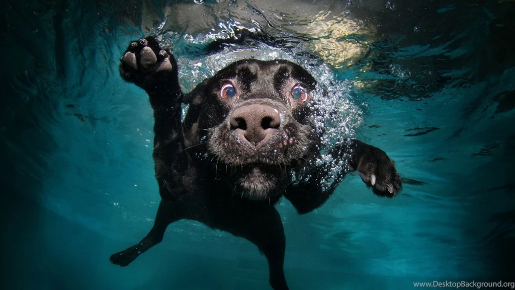 Funny Dog Wallpapers Wallpapers Cave
