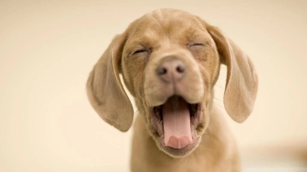 Funny Dog Backgrounds 17 High Resolution Wallpapers Funnypicture.org