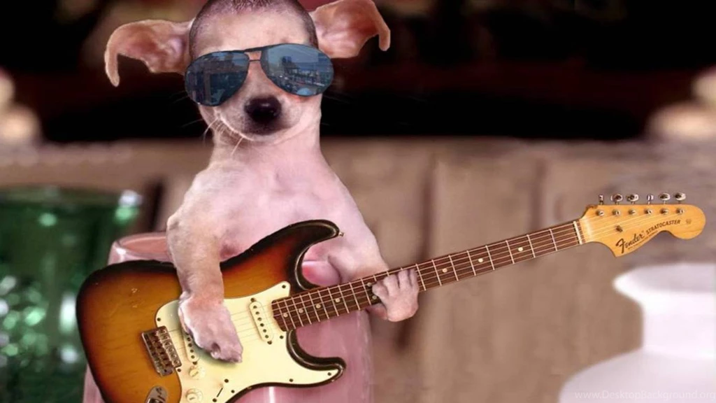 Gallery For Wallpapers Of Funny Dogs