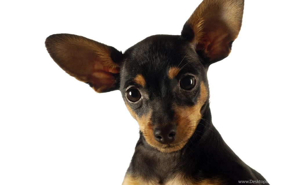 Funny Dog Wallpapers And Images Wallpapers, Pictures, Photos