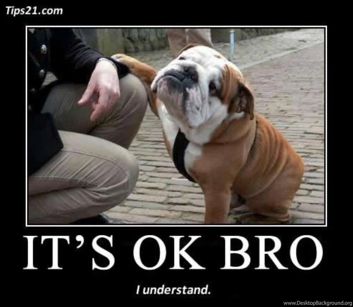 Funny_dog_wallpaper_with_words 5.jpg